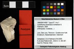 Foto (Objekt + Etiketten) von Cyclothyreus divaricatus (Schweitzer & Feldmann, 2009) 